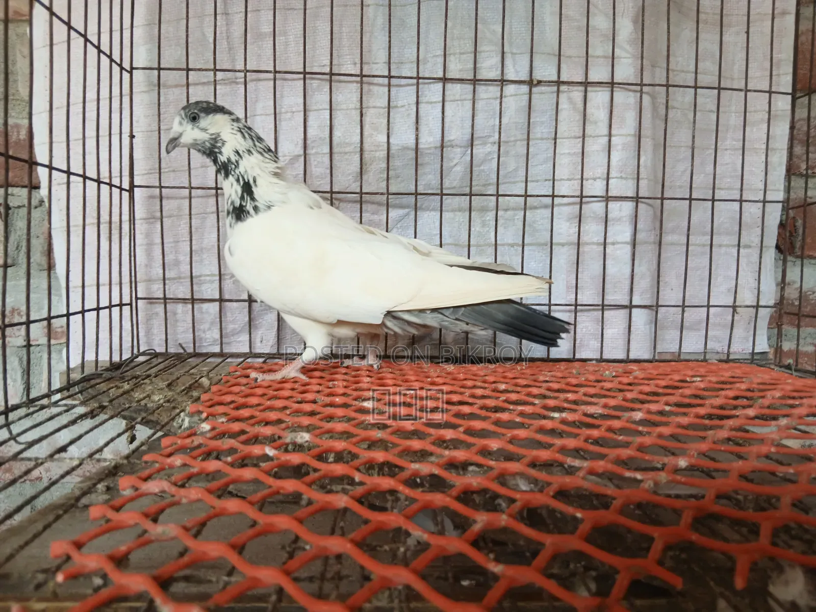 Sialkoti Racing Female Pigeon