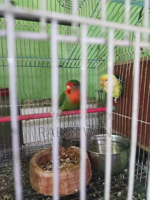 1 Pair Birds With 7 Eggs