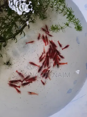Fire Red Shrimp