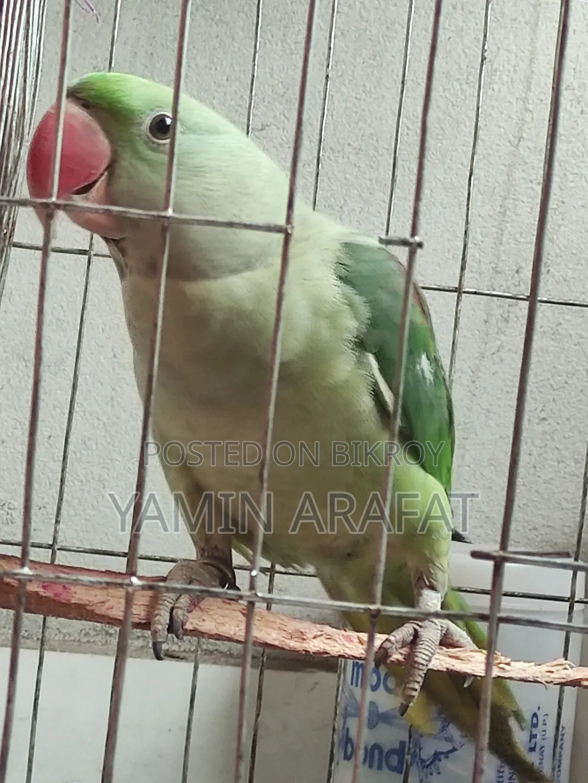 Chandana Parrot Exchange or Sale