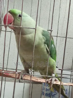 Chandana Parrot Exchange or Sale