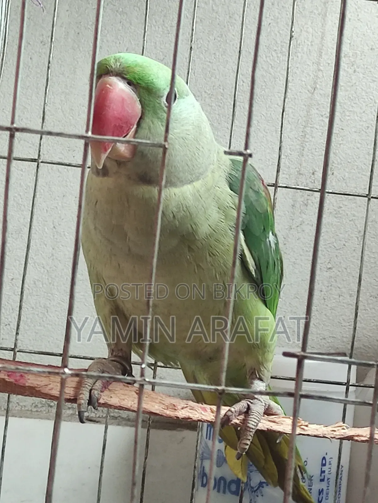 Chandana Parrot Exchange or Sale