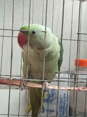 Chandana Parrot Exchange or Sale