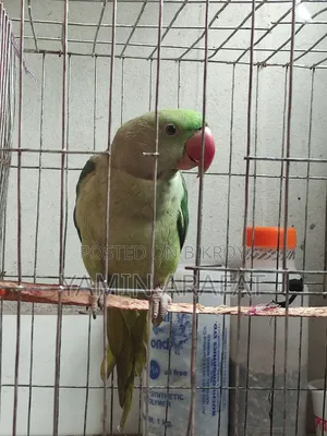 Chandana Parrot Exchange or Sale