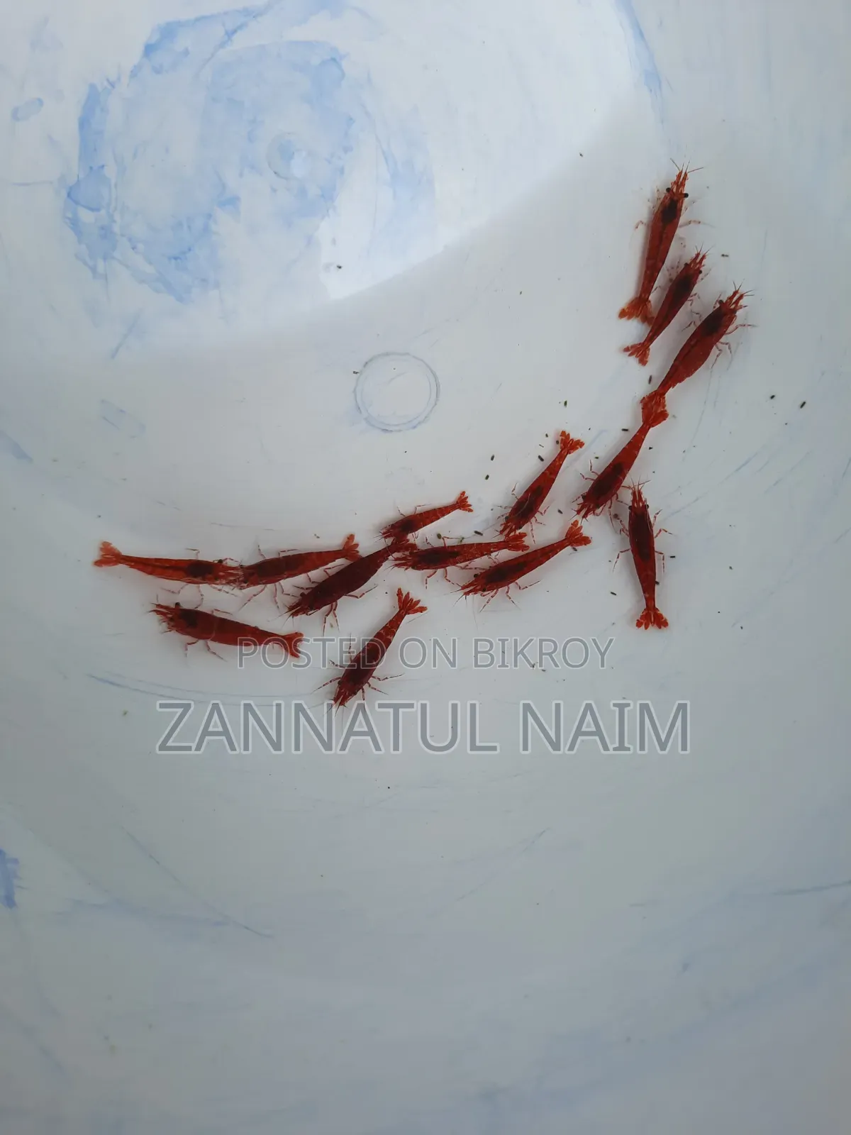 Fire Red Shrimp