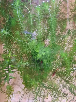 Fire Red Shrimp