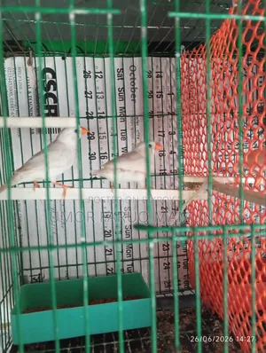 জেব্রা প্রিন্স