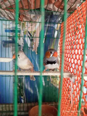 Zebra Finch