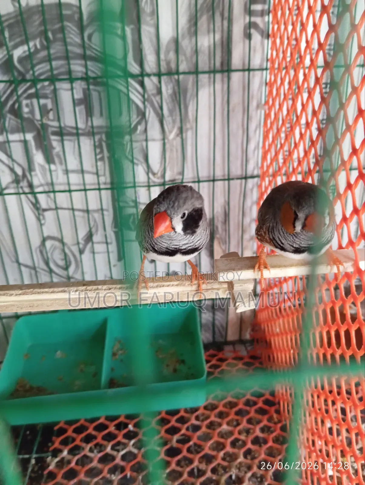 Zebra Finch