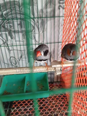 Zebra Finch