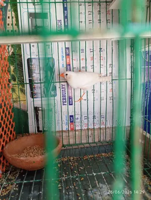 Zebra Finch