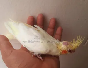 ককাটেল লুটিনো রেডআই টেম সাইজের বেবি
