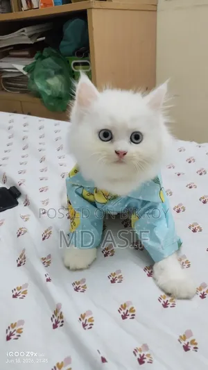 1-3 months Male Purebred Persian
