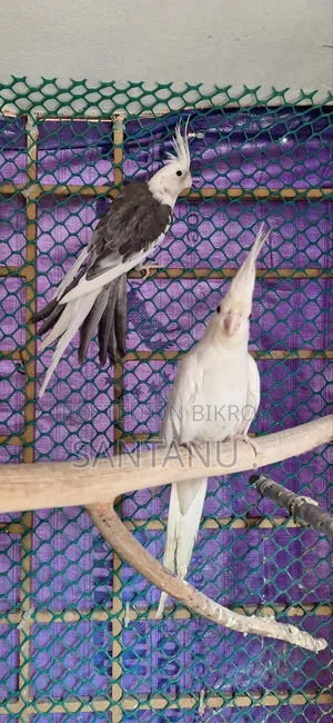 Cockatiel Bird