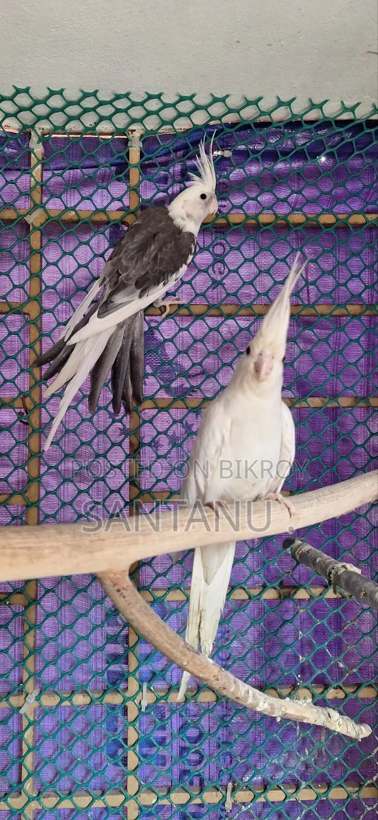Cockatiel Bird