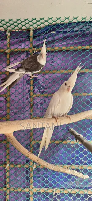 Cockatiel Bird
