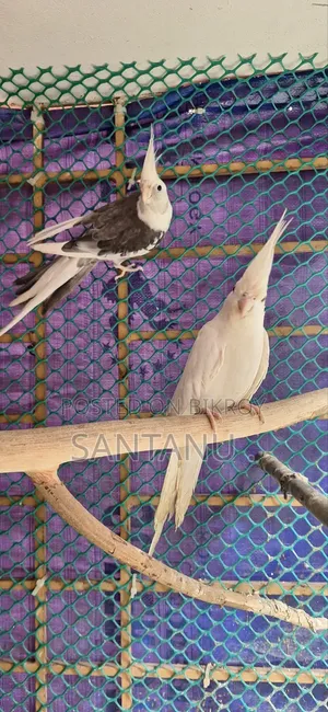 Cockatiel Bird