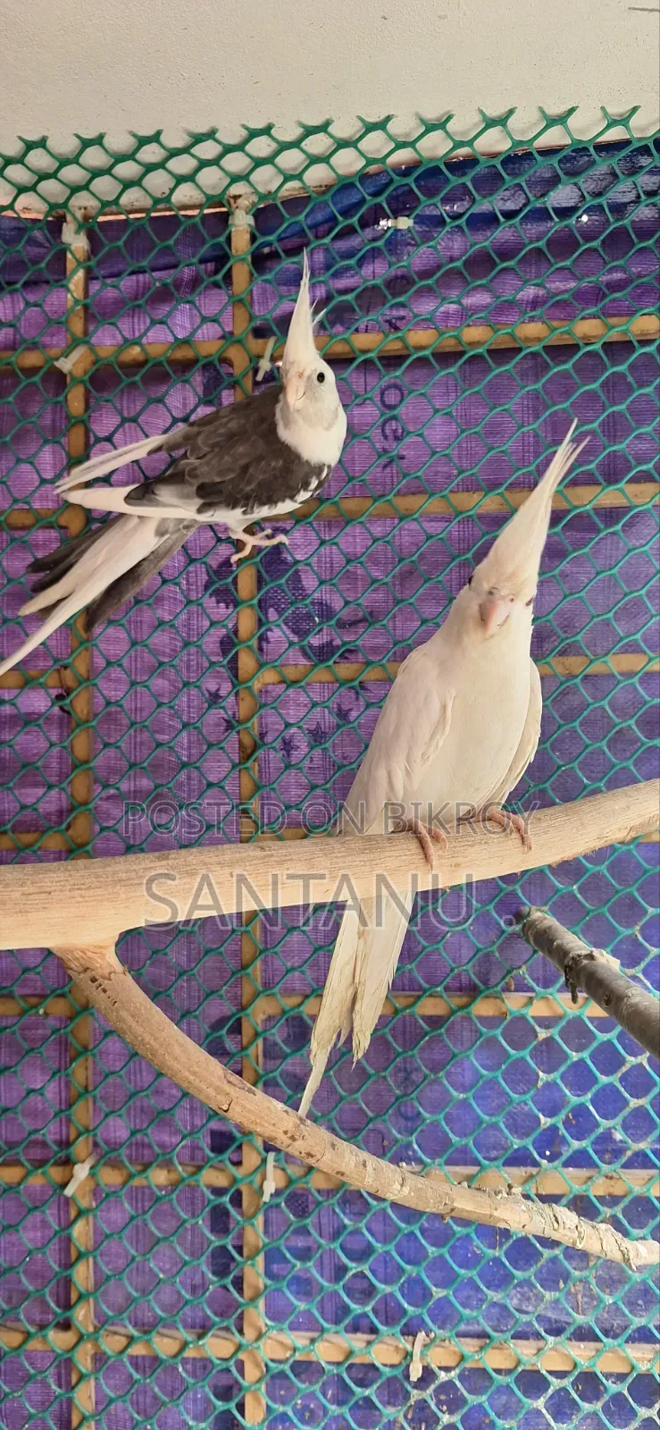 Cockatiel Bird