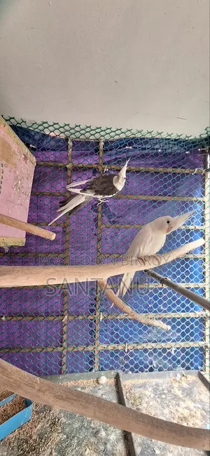 Cockatiel Bird