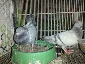A pair of Silver Racers will be sold.