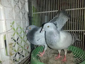 A pair of Silver Racers will be sold.