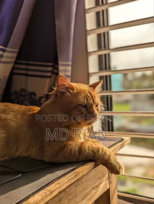 6-12 months Male Purebred Persian