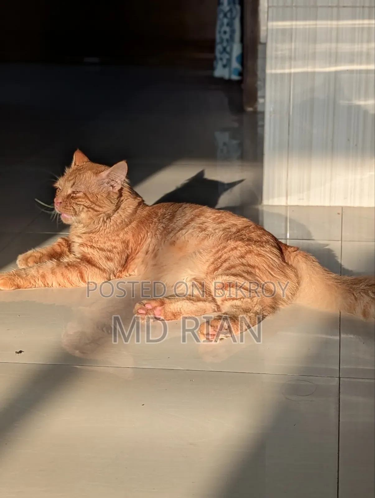 6-12 Months Male Purebred Persian