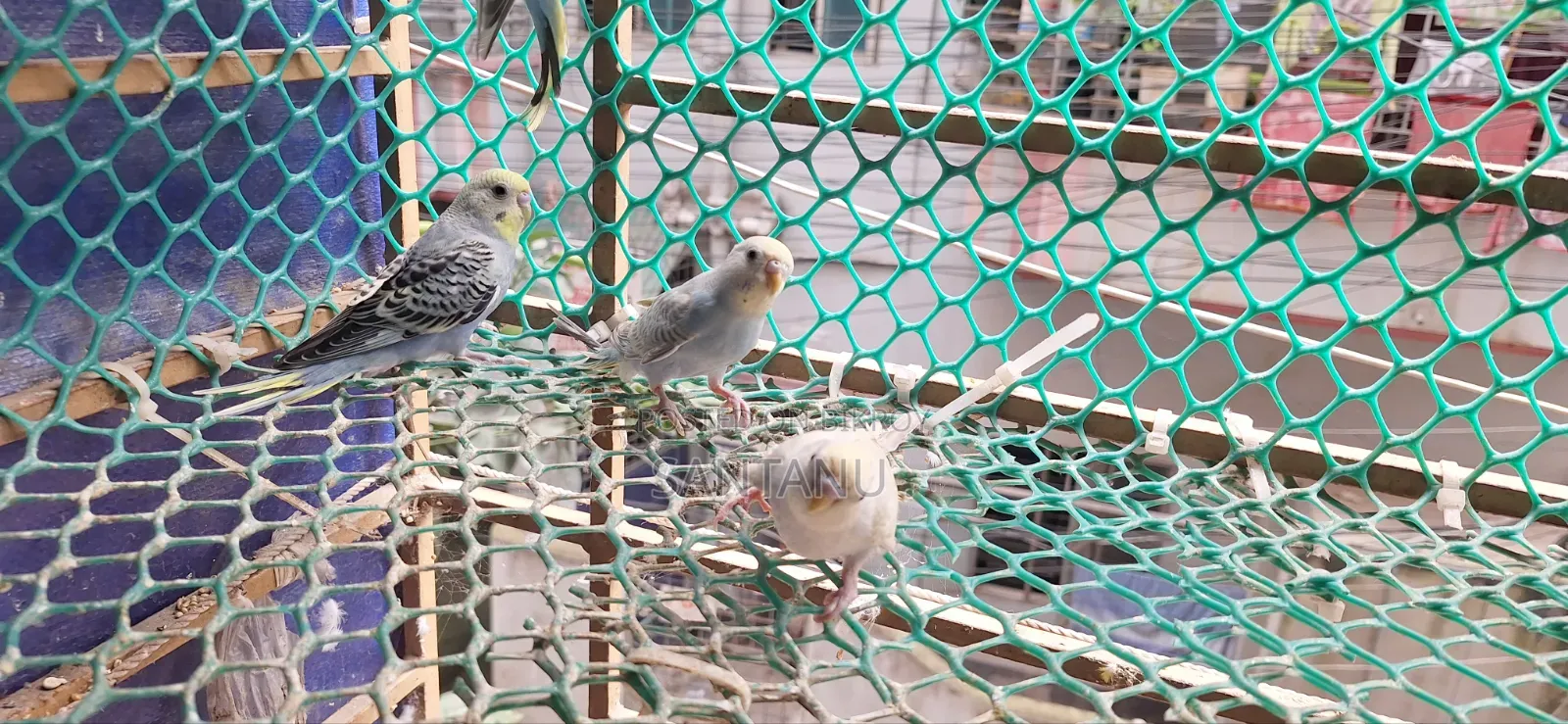 Budgerigar Tame Size Baby Sale Urgent