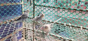 Budgerigar Tame Size Baby Sale Urgent