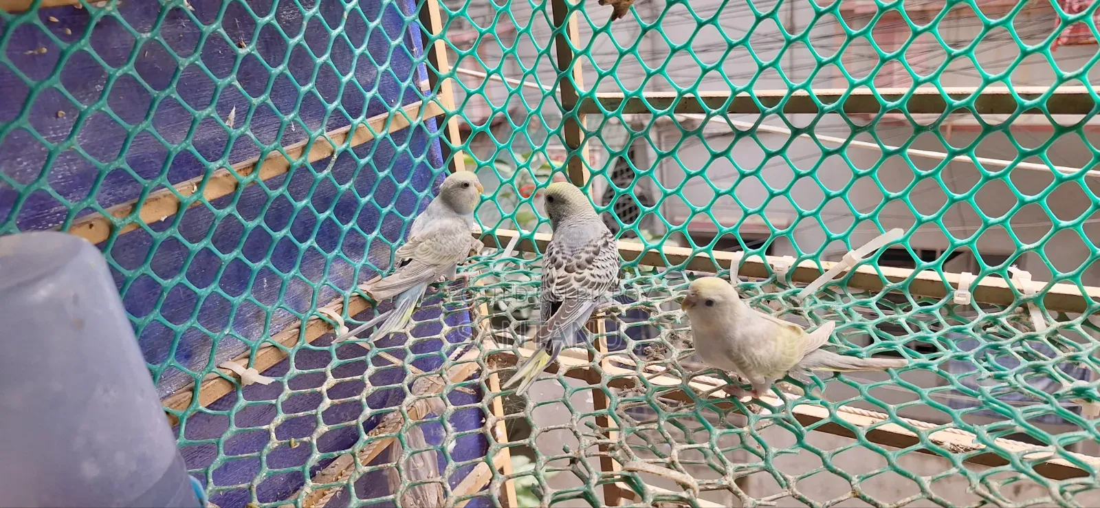 Budgerigar Tame Size Baby Sale Urgent