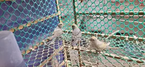 Budgerigar Tame Size Baby Sale Urgent