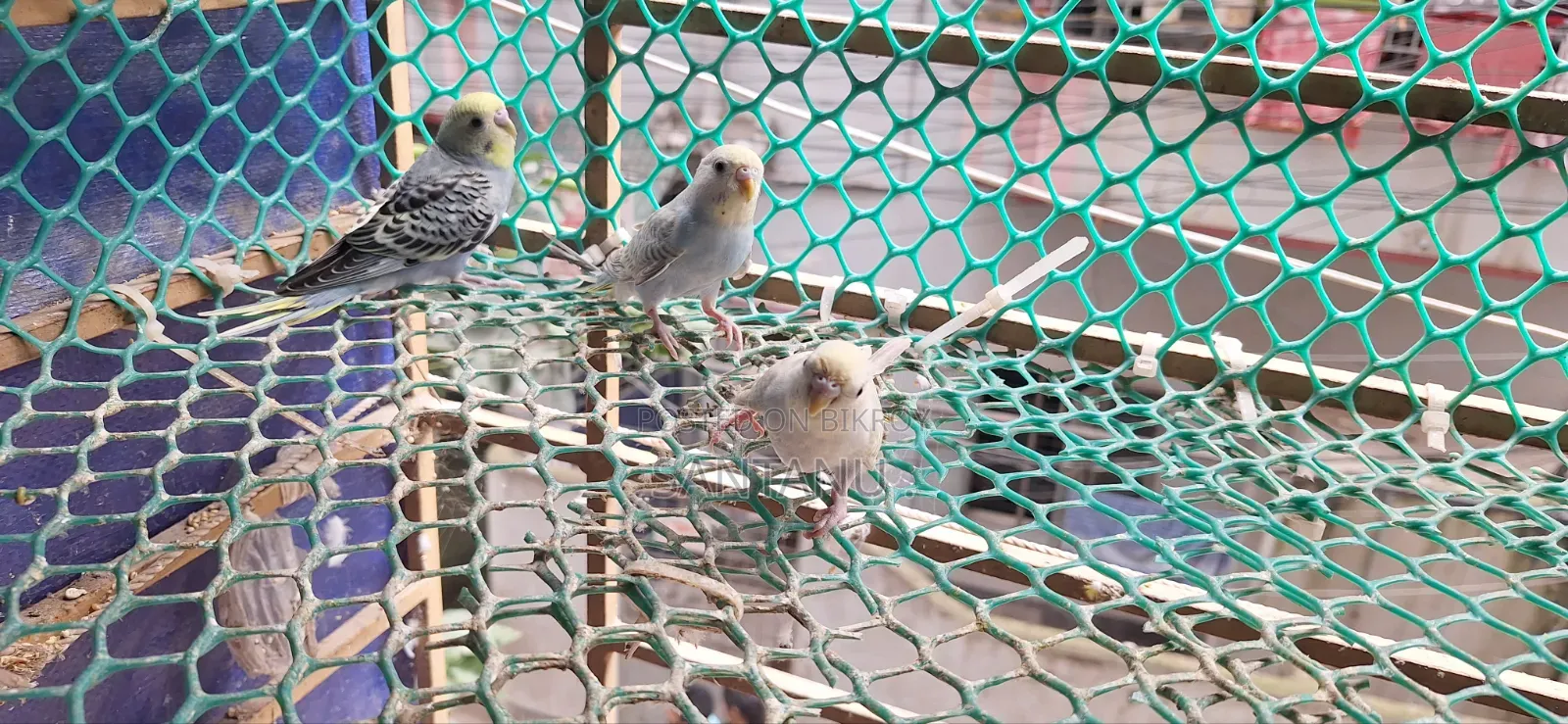 Budgerigar Tame Size Baby Sale Urgent