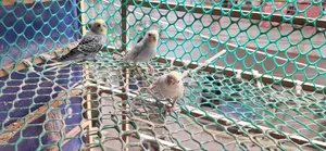 Budgerigar Tame Size Baby Sale Urgent