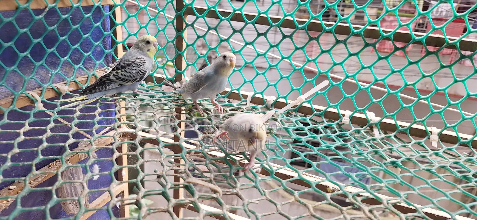 Budgerigar Tame Size Baby Sale Urgent