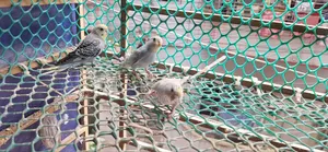 Budgerigar Tame Size Baby Sale Urgent