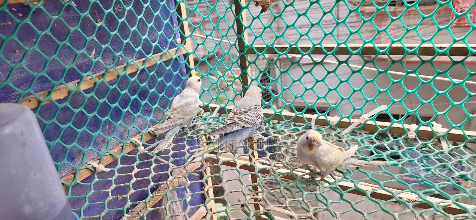 Budgerigar Tame Size Baby Sale Urgent
