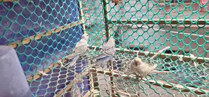 Budgerigar Tame Size Baby Sale Urgent
