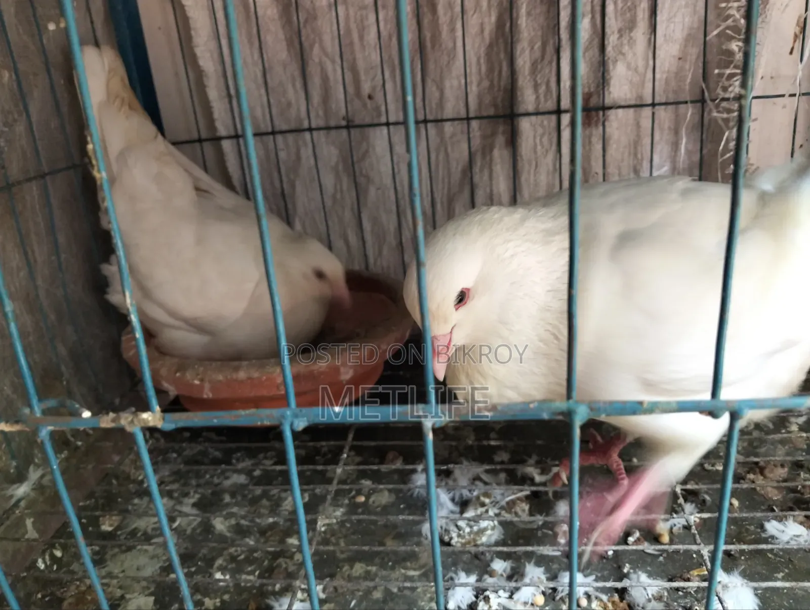 King Pigeon White Color