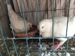 King Pigeon White Color