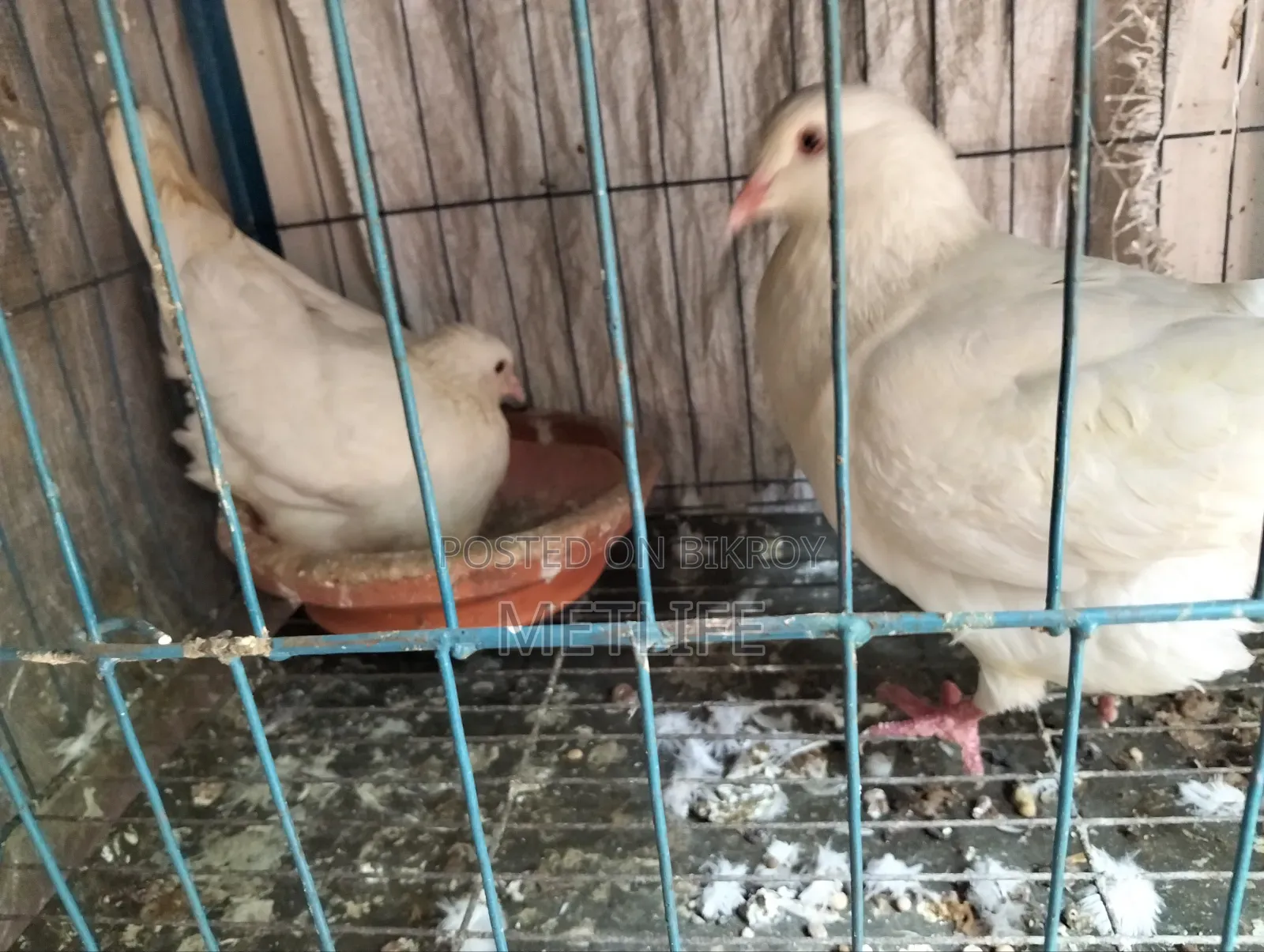 King Pigeon White Color