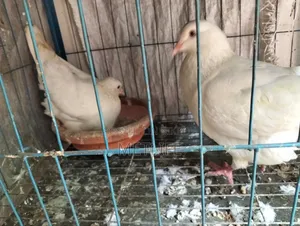 King Pigeon White Color