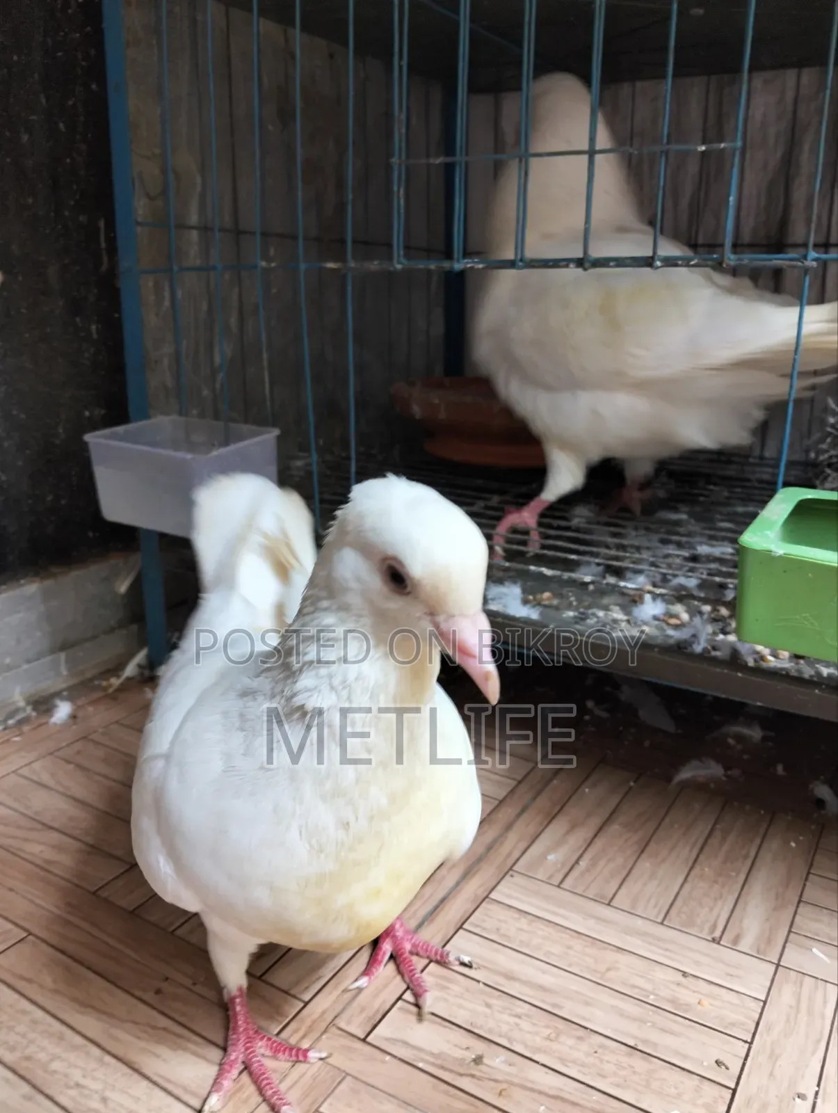 King Pigeon White Color