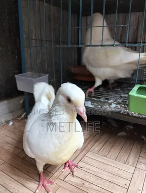 King Pigeon White Color