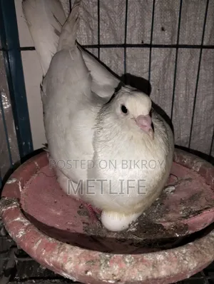 King Pigeon White Color