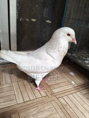 King Pigeon White Color