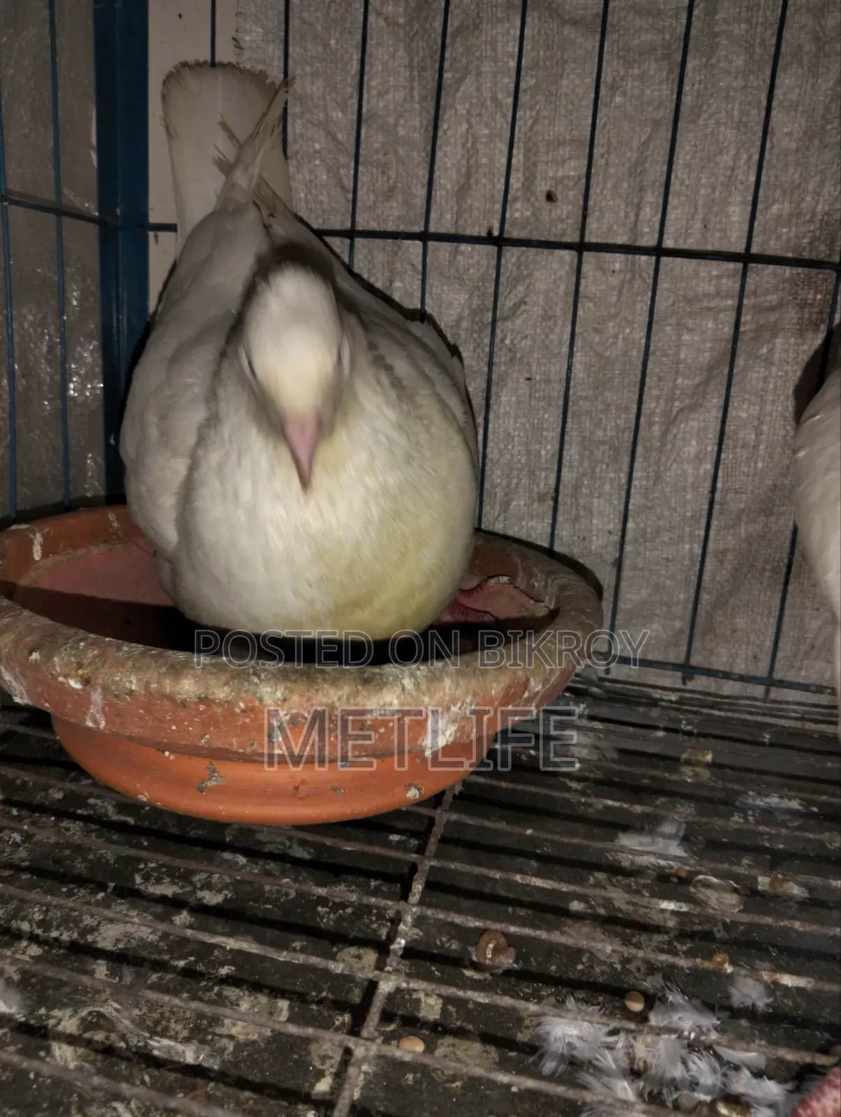 King Pigeon White Color