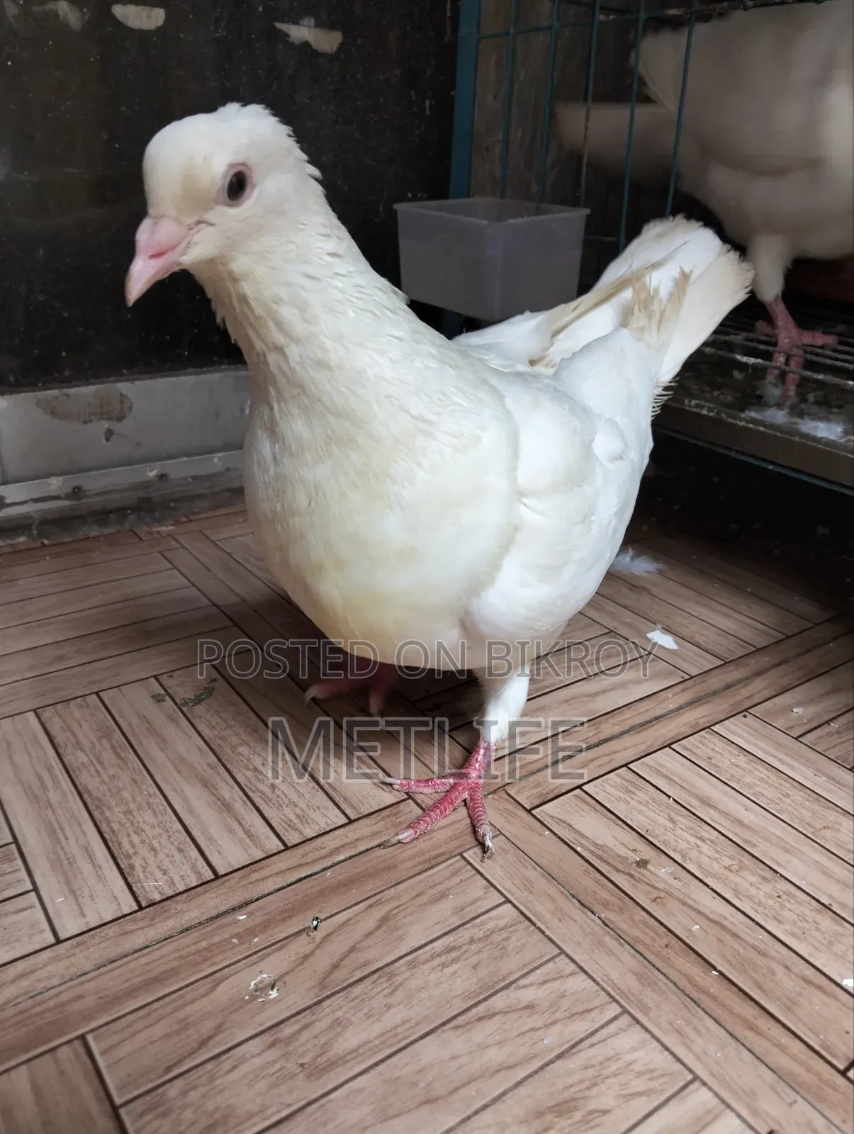 King Pigeon White Color