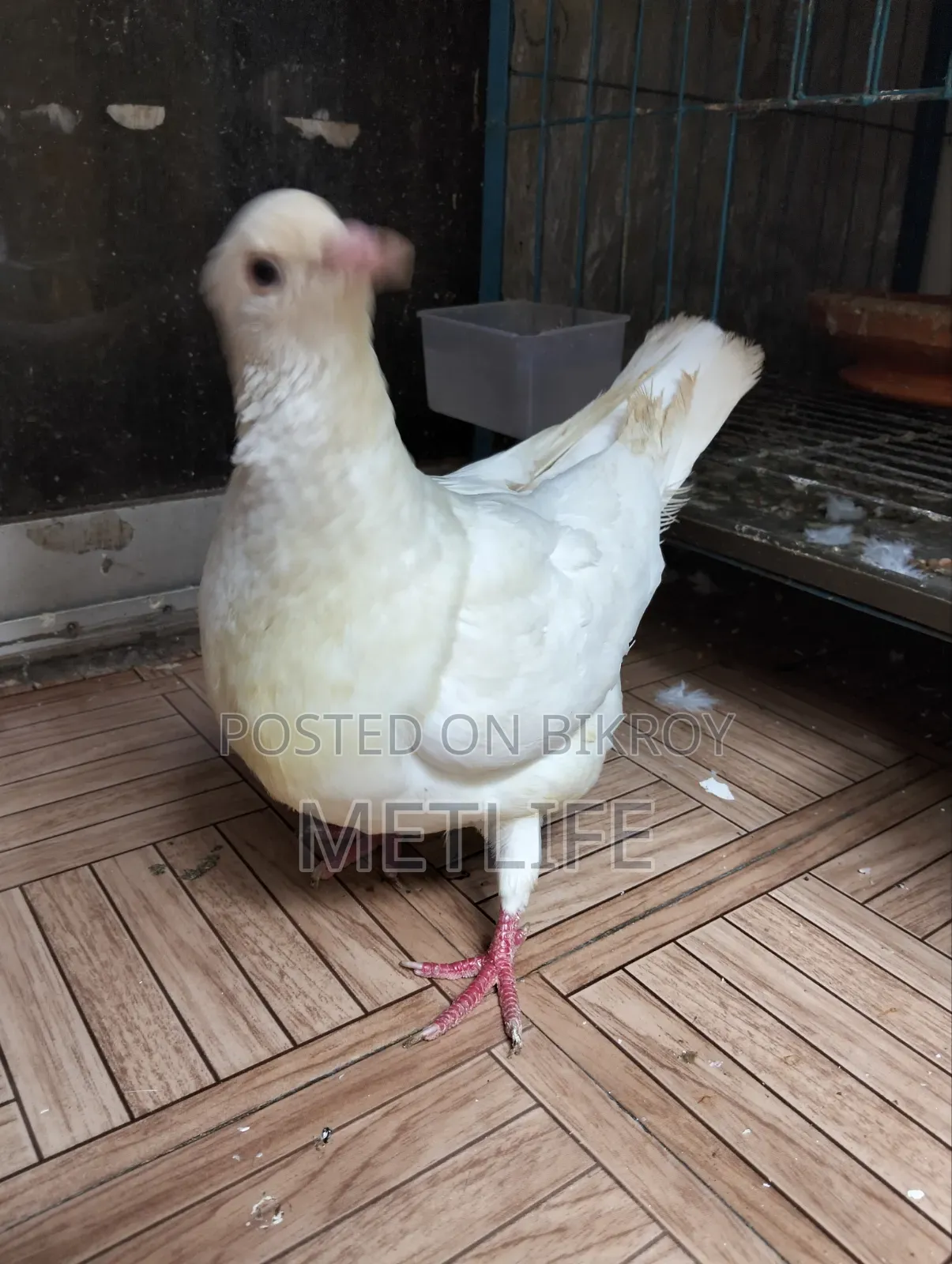 King Pigeon White Color