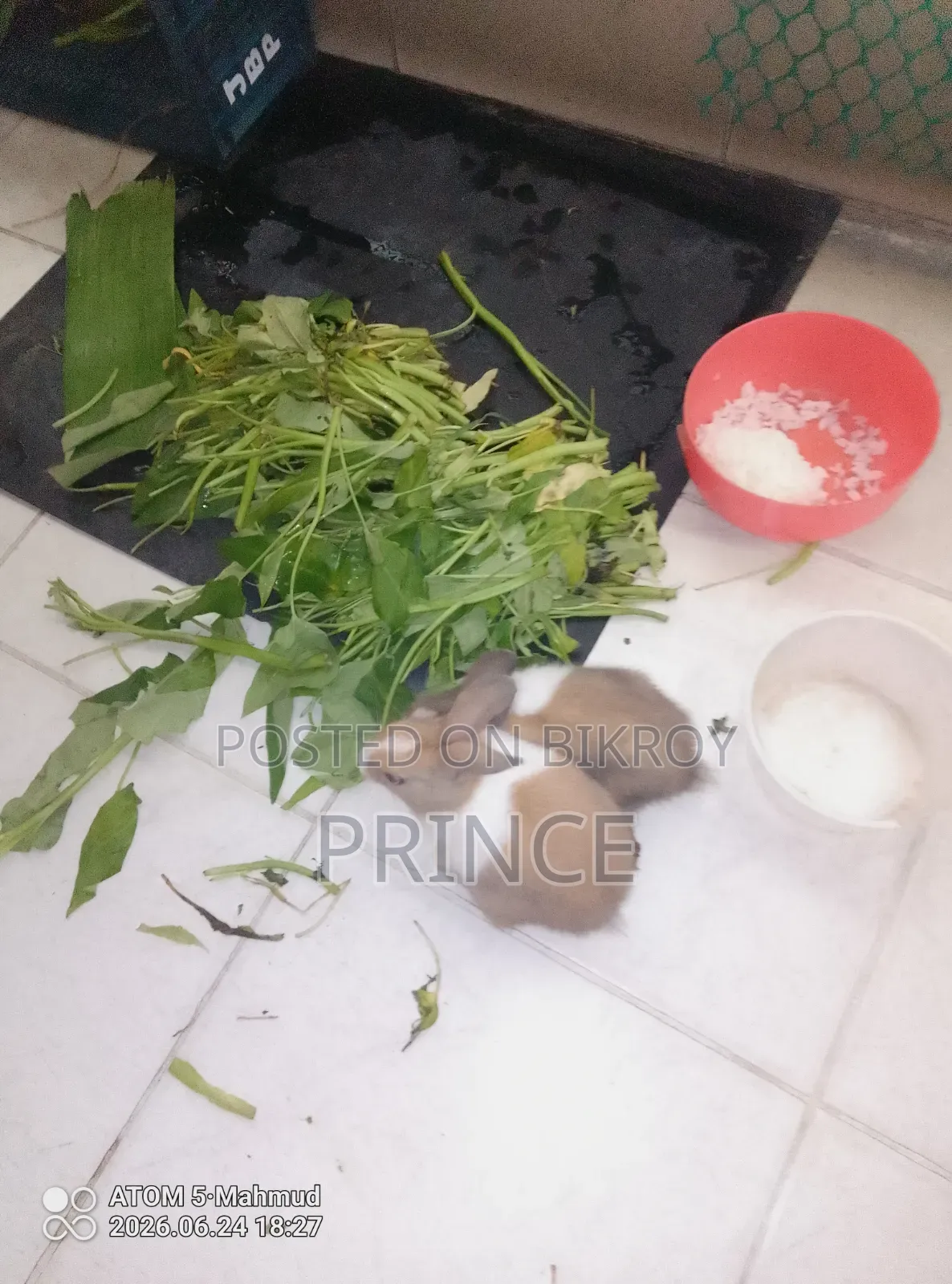 খরগোশ ছোট বড়