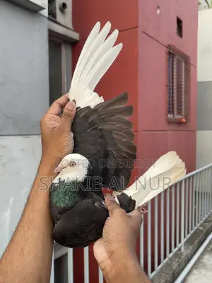 Full fresh Gorra male pigeon